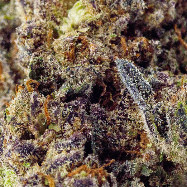 Detailed view of Birthday Cake THCa flower, revealing dense buds with hints of creamy vanilla and aroma
