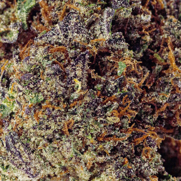 Close-up of Biscotti THCa flower with rich, sweet cookie aroma and earthy undertones, premium strain by BOOM