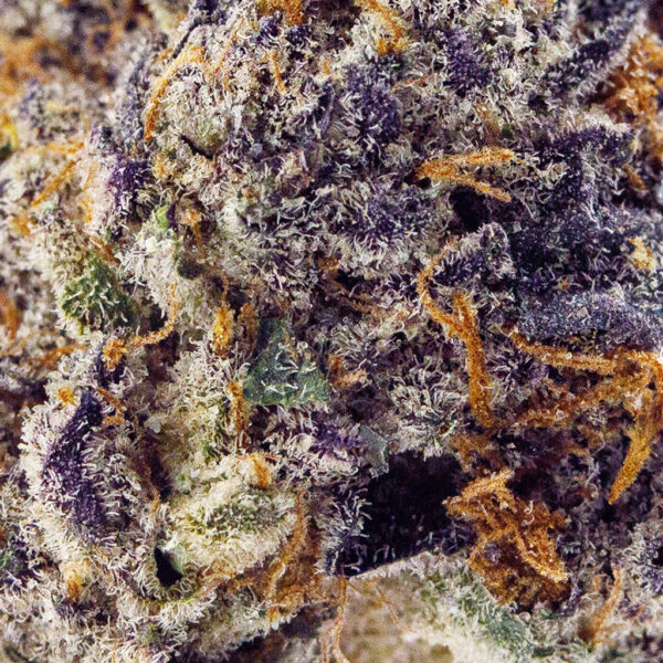 Close up shot of Top Shelf Blue Dream THCa Flower showing trichrome coated purple and green buds.