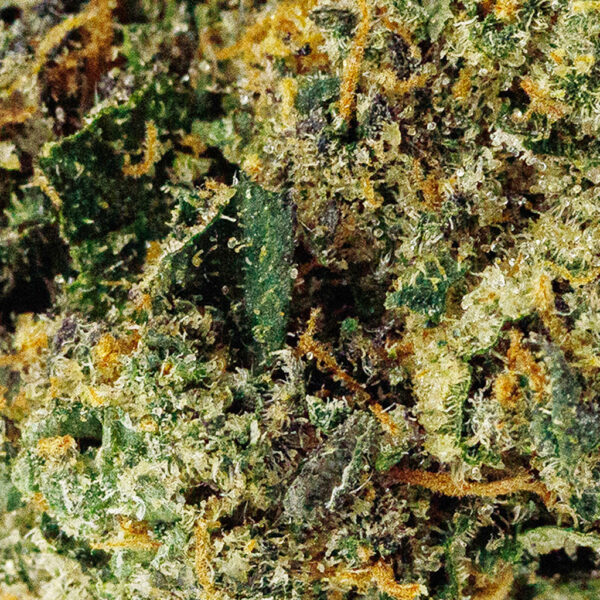 Detailed macro of Jealousy THCa flower, vibrant trichomes and deep purple-green hues, top shelf quality