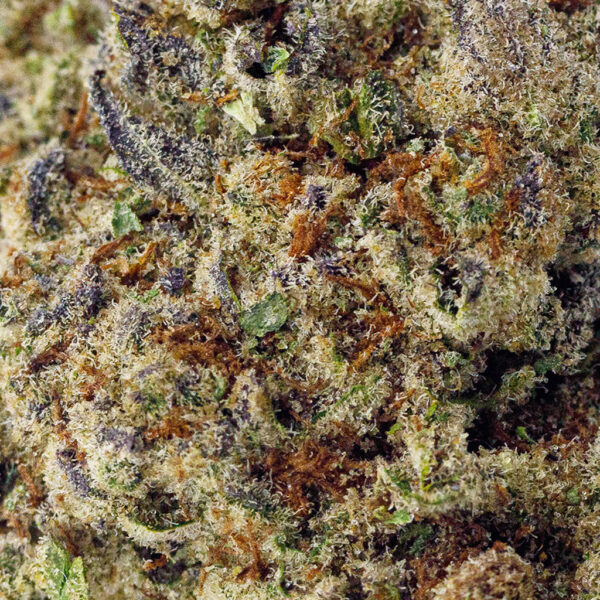 Close-up of Purple Voodoo THCa premium flower by BOOM, dense green and purple buds with frosty trichomes